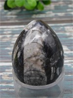 ORTHOCERAS EGG ROCK STONE LAPIDARY SPECIMEN