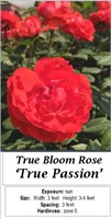 2 True Bloom Passion Red Rose Plants
