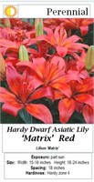 6 Dwarf Hardy Matrix Red Lily Plants