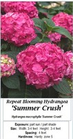 3 Rebloomer Summer Crush Pink Hydrangea Plants