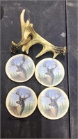 Deer antlers & coasters