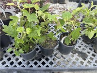 4 Lots of 1ea 1 Gal Ruby Slippers Oak Leaf