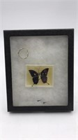 Glass Top Display Box W/ Butterfly Pin & Ring
