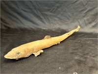 17" Taxidermy Sawtail Catshark