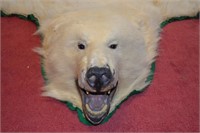 Genuine Polar Bear Skin Rug 8 Ft Long!