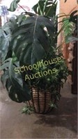 Green Plant in whisker basket 38 inches tall