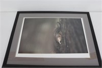 'Gray Wolf' by Jim Brandenburg Signed & Numbered
