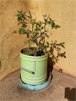 Citrus Tree in Pot