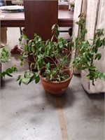 Live plant in terracotta pot