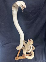 2 Foot Tall Taxidermy Mongoose and Cobra Fight
