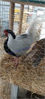 Pair Silver Pheasants