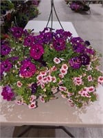 Flower Medium hanging basket