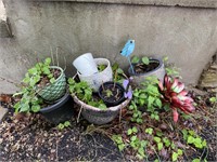 Collection of plant pot , different sizes and