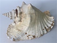 11" Conch Shell - Huge!