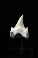 Shark tooth - L: 1.51", W:1.33"