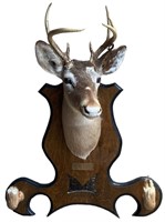 Deer Mount