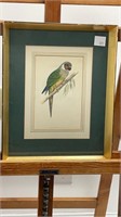 White-Eared Conure