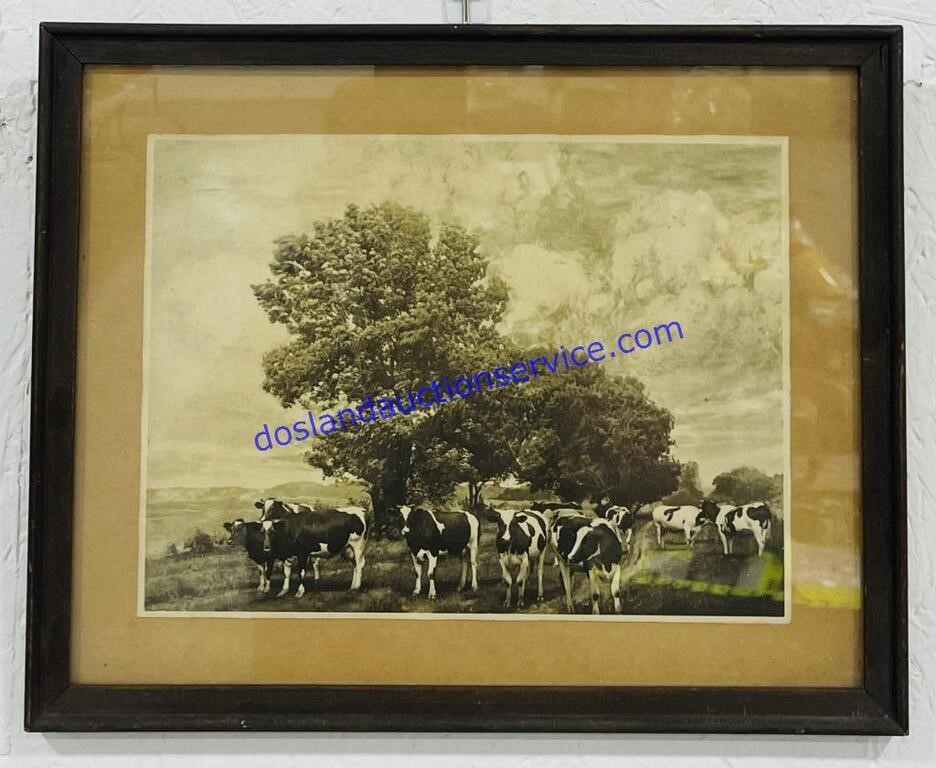 Antique Framed Cow Photo (15 x 12)