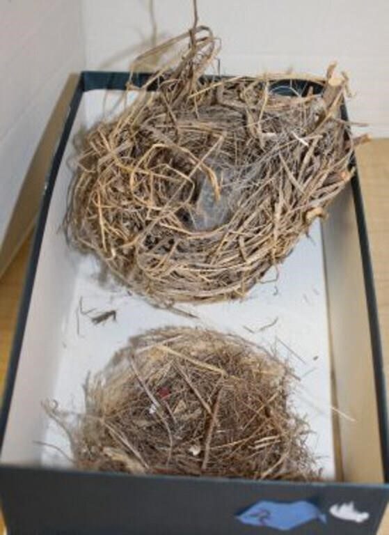 NATURE MADE BIRD NEST