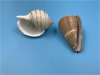 2 Sea shells about 3" long                (I 99)