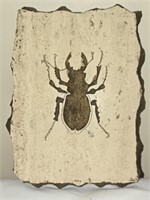Decorative Fossilized Impression of Beetle