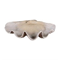 LARGE CLAM SHELL BOWL