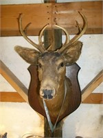 Nine Point Mounted Buck
