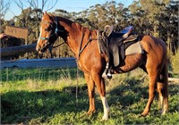 (NSW) KALKADOON SIERRA - PART ARAB GELDING