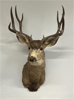 Large deer wall mount