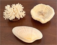 3 Piece Coral / Seashell Lot