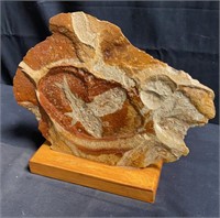 Clear coated fossil specimen w/wooden base