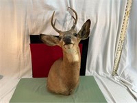 **FLORIDA 6 PT. MOUNTED BUCK