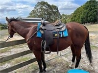 (VIC) TESS - THOROUGHBRED MARE