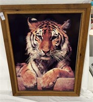 Photo of tiger