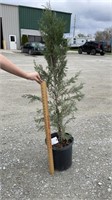 Skyrocket Juniper (Lot of 1 Plant)