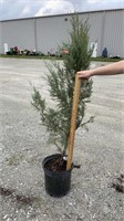 Skyrocket Juniper (Lot of 1 Plant)