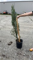 Skyrocket Juniper (Lot of 1 Plant)