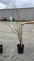 Clump River Birch (Lot of 1 Tree)