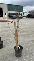 Clump River Birch (Lot of 1 Tree)