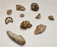 SEA SHELL FOSSILS ODDS LOT