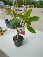 Assorted colors Plumeria