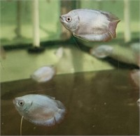 Powder blue gourami