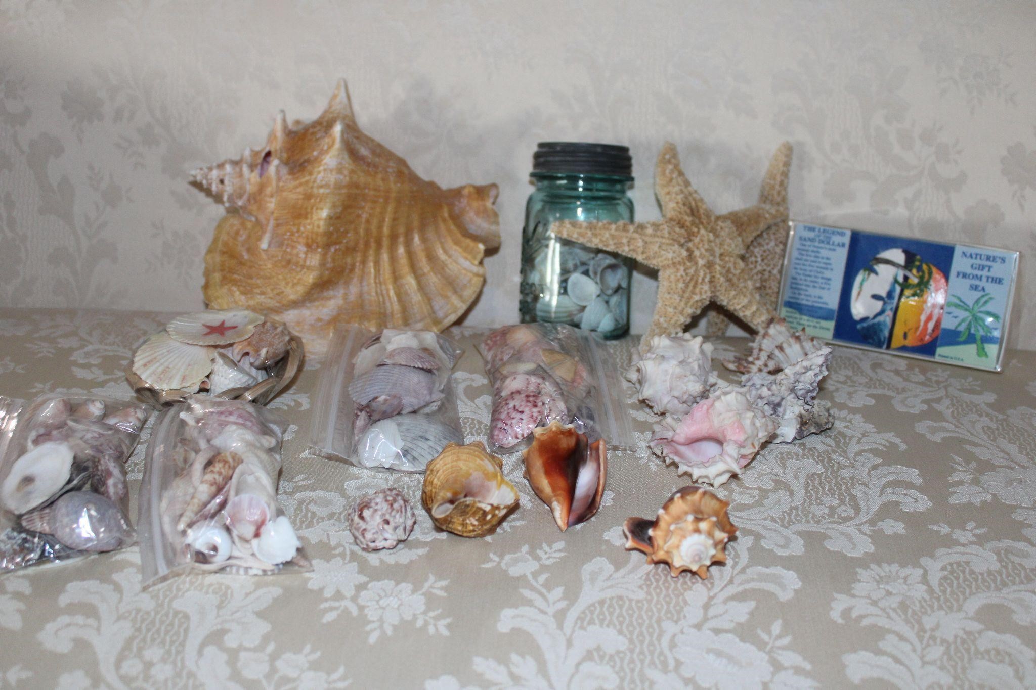 Starfish, Conch Shell, Sand dollar and more!