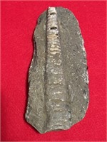 Full Orthocone Fossil, Partly Crystalized, In Matr