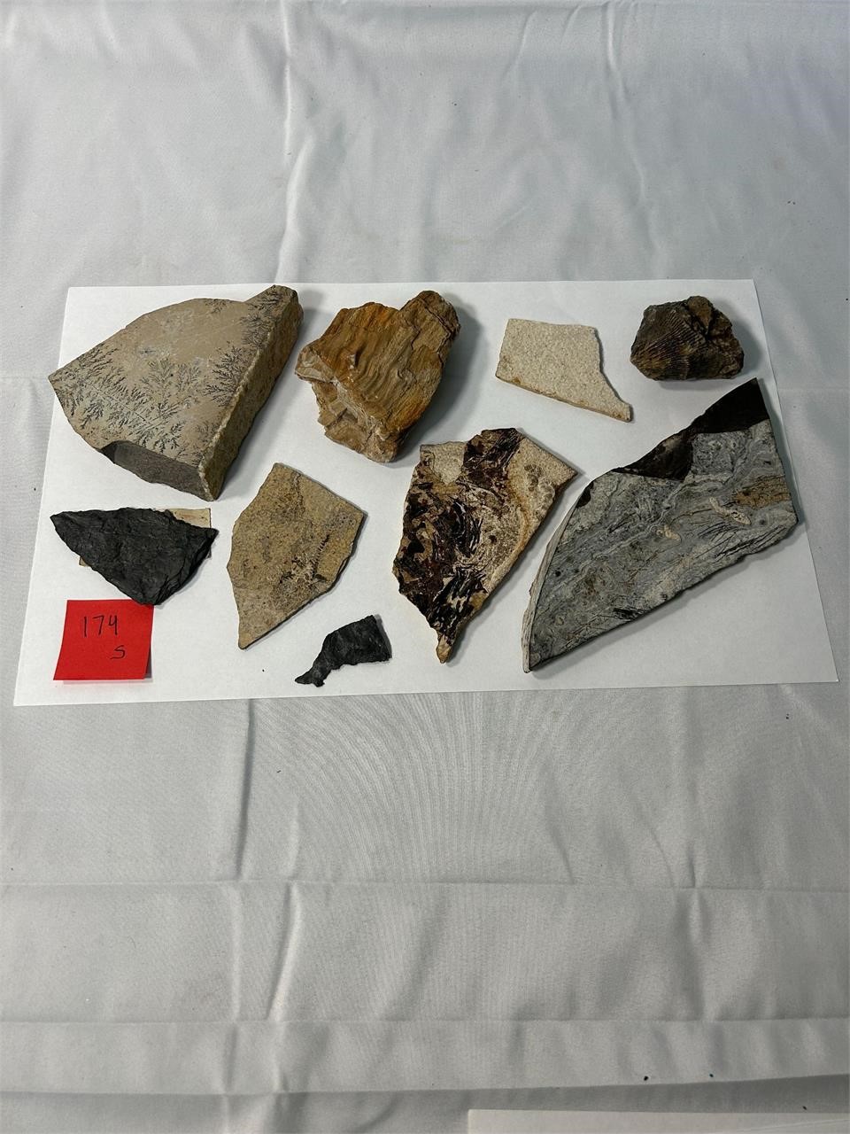 Lot of Seven Various Fossils
