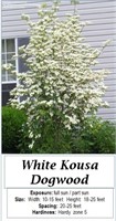 3 White Dogwood Kousa Trees