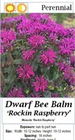 5 Dwarf Raspberry Purple Bee Balm Plants