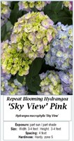 4-Rebloomer Sky View Pink Hydrangea Plants