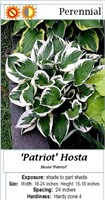 10 Patriot White & Green Hosta Plants