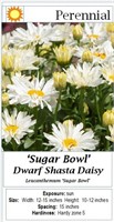 3 Dwarf Sugar Bowl Shasta Daisy Plants